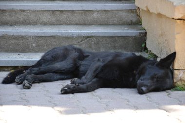 Serseri bir köpek güneşin tadını çıkarıyor.