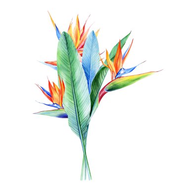 Tropikal bitkilerle suluboya buketler, yapraklar ve strelitzia çiçekleri. Sevgililer günü, düğün davetiyeleri, Hawaii doğum günü ve plaj partisi için harika.