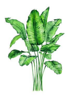 Tropikal bitkilerle suluboya buketler, yapraklar ve strelitzia çiçekleri. Sevgililer günü, düğün davetiyeleri, Hawaii doğum günü ve plaj partisi için harika.