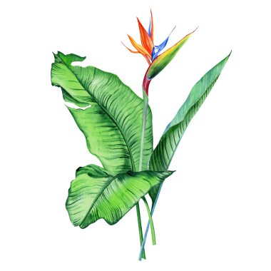 Tropikal bitkilerle suluboya buketler, yapraklar ve strelitzia çiçekleri. Sevgililer günü, düğün davetiyeleri, Hawaii doğum günü ve plaj partisi için harika.
