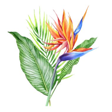 Tropikal bitkilerle suluboya buketler, yapraklar ve strelitzia çiçekleri. Sevgililer günü, düğün davetiyeleri, Hawaii doğum günü ve plaj partisi için harika.