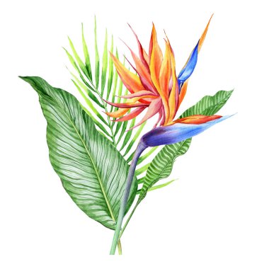 Watercolor bouquets with tropical plants, leaves and strelitzia flowers. Great for valentines, wedding invites, hawaii birthday and beach party clipart