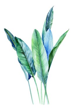 Tropikal bitkilerle suluboya buketler, yapraklar ve strelitzia çiçekleri. Sevgililer günü, düğün davetiyeleri, Hawaii doğum günü ve plaj partisi için harika.