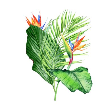 Tropikal bitkilerle suluboya buketler, yapraklar ve strelitzia çiçekleri. Sevgililer günü, düğün davetiyeleri, Hawaii doğum günü ve plaj partisi için harika.