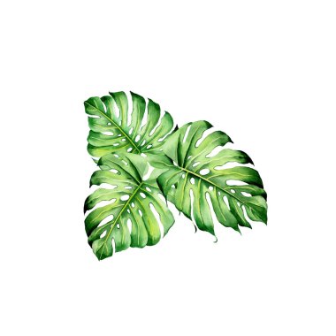 Tropikal bitkilerle suluboya buketler, yapraklar ve strelitzia çiçekleri. Sevgililer günü, düğün davetiyeleri, Hawaii doğum günü ve plaj partisi için harika.