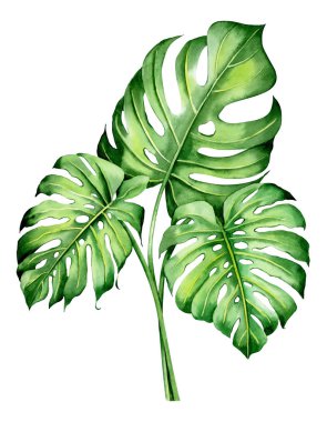 Tropikal bitkilerle suluboya buketler, yapraklar ve strelitzia çiçekleri. Sevgililer günü, düğün davetiyeleri, Hawaii doğum günü ve plaj partisi için harika.