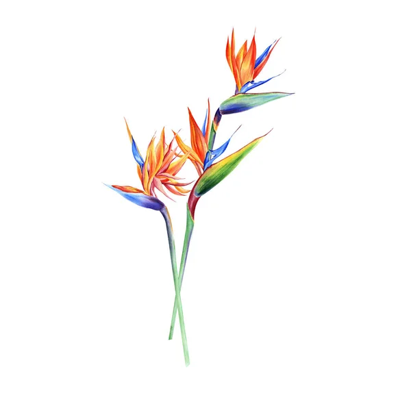 Aquarel Boeketten Met Tropische Planten Bladeren Strelitzia Bloemen Ideaal Voor — Stockfoto