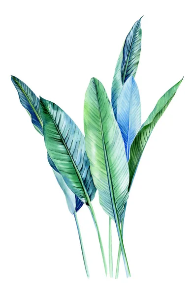 Aquarel Boeketten Met Tropische Planten Bladeren Strelitzia Bloemen Ideaal Voor — Stockfoto