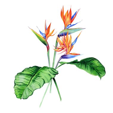 Tropikal bitkilerle suluboya buketler, yapraklar ve strelitzia çiçekleri. Sevgililer günü, düğün davetiyeleri, Hawaii doğum günü ve plaj partisi için harika.