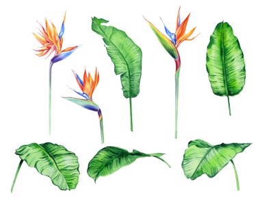 Watercolor isolated tropical leaves and flowers - banana, palm , strelitzia. Great for Hawaii wedding, beach party, tropical wedding invites clipart
