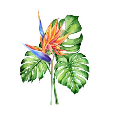 Tropikal bitkilerle suluboya buketler, yapraklar ve strelitzia çiçekleri. Sevgililer günü, düğün davetiyeleri, Hawaii doğum günü ve plaj partisi için harika.