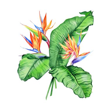 Tropikal bitkilerle suluboya buketler, yapraklar ve strelitzia çiçekleri. Sevgililer günü, düğün davetiyeleri, Hawaii doğum günü ve plaj partisi için harika.