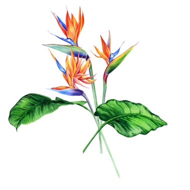 Tropikal bitkilerle suluboya buketler, yapraklar ve strelitzia çiçekleri. Sevgililer günü, düğün davetiyeleri, Hawaii doğum günü ve plaj partisi için harika.