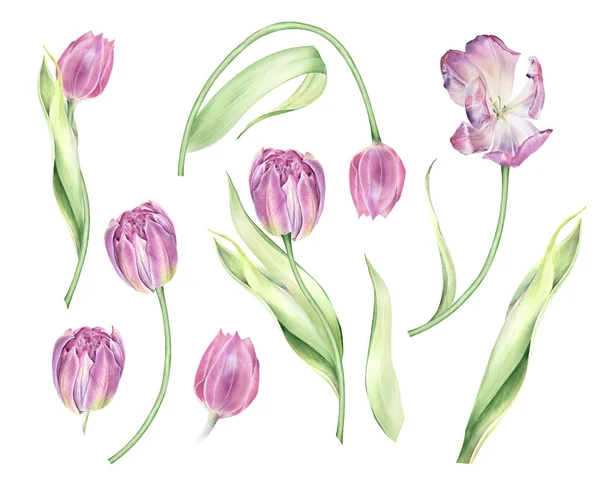 Watercolor Tulips Buds Leaves Botanical Illustration Hand Painted — Stockfoto