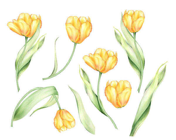 Watercolor tulips,  buds and leaves. Botanical illustration, hand-painted.