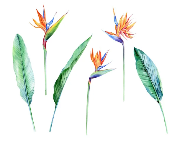 Aquarel Geïsoleerde Tropische Bladeren Bloemen Banaan Palm Strelitzia Geweldig Voor — Stockfoto