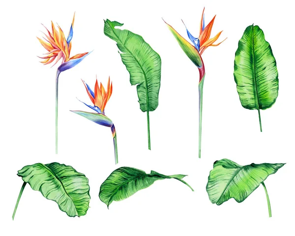 Aquarel Geïsoleerde Tropische Bladeren Bloemen Banaan Palm Strelitzia Geweldig Voor — Stockfoto