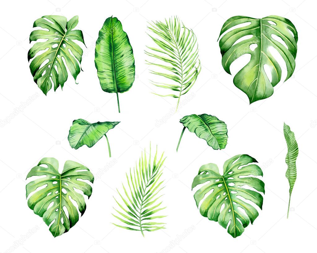 Watercolor isolated tropical leaves and flowers - banana, palm , strelitzia. Great for Hawaii wedding, beach party, tropical wedding invites
