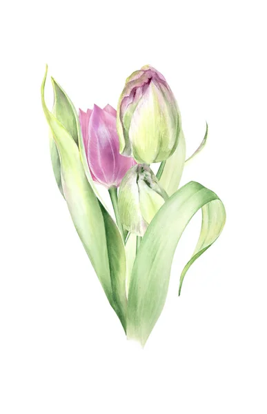 Akvarell Tulpaner Buketter Påsk Mallar Våren Bröllop Blommor — Stockfoto