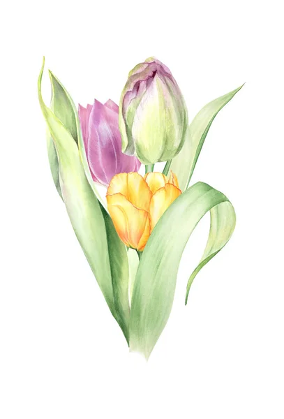 Buquês Tulipas Aquarela Modelos Páscoa Flores Casamento Primavera — Fotografia de Stock