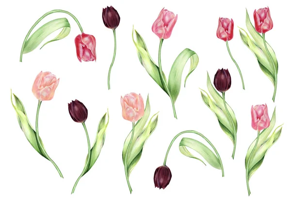 Acquerello Isolato Tulipani Rossi Gemme Foglie Illustrazione Botanica Dipinta Mano — Foto Stock