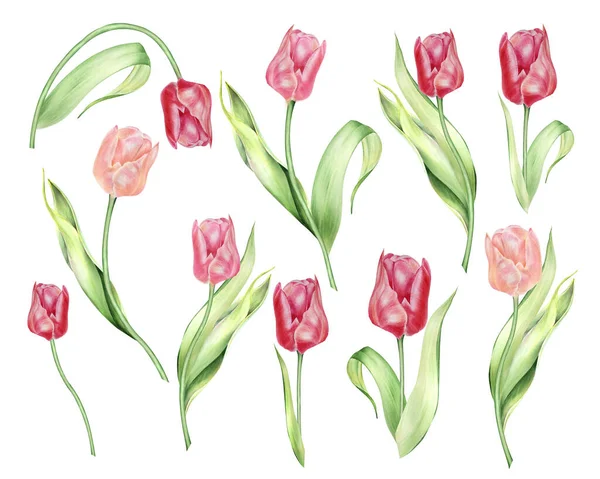 Watercolor Isolated Red Tulips Buds Leaves Botanical Illustration Hand Painted — ストック写真