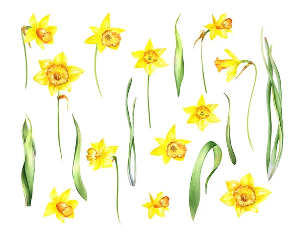 Watercolor Isolated Yellow Daffodils Flowers White Background Buds Leaves Isolated — 스톡 사진
