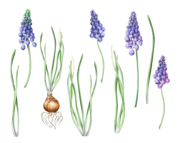 花色は濃紫色のムスカリの花や蕾 葉を孤立させます 植物図 手描き 初春の花 Clipart — ストック写真