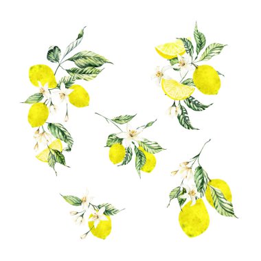 Turunçgil düğün davetiyesi için suluboya limon buketleri. Elle boyanmış limon buketleri, tropikal meyve kümesi, yaz koleksiyon kitabı turunçgilleri.