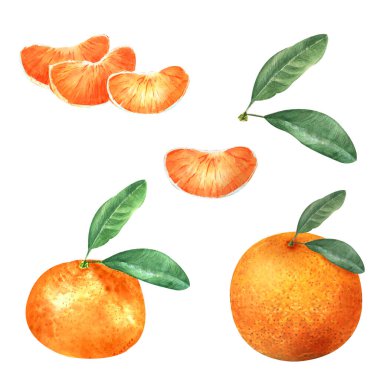 Turunçgil düğün davetiyesi için suluboya limon buketleri. Elle boyanmış limon buketleri, tropikal meyve kümesi, yaz koleksiyon kitabı turunçgilleri.