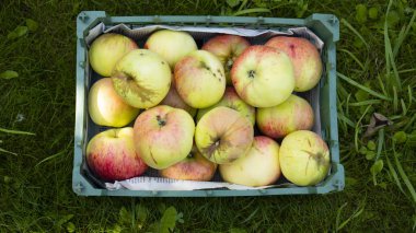 Elmalar yeşil çimlerin üzerinde duran bir kutunun içinde
