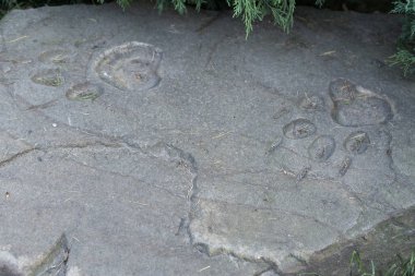 Bir taşın üzerindeki ayı izleri.