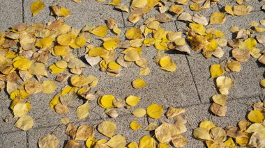 Dökülen yapraklar kiremitlerin üzerinde yatıyor.