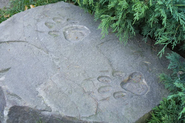 Traces of a bear on a stone — Stock Photo, Image