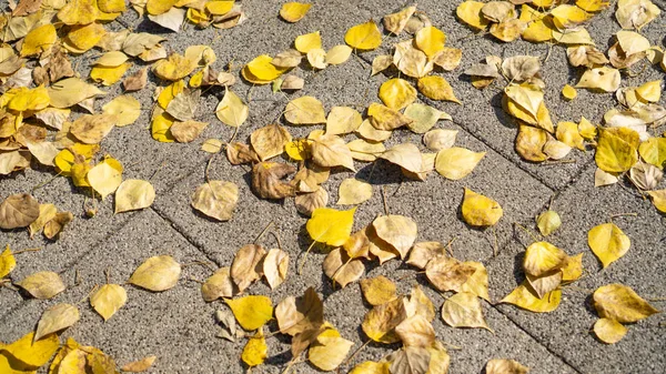 Dökülen yapraklar kiremitlerin üzerinde yatıyor.