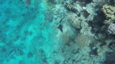  Açık deniz suyunda kara balık