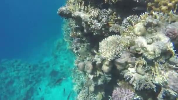 Peixe amarelo escondido num recife de coral — Vídeo de Stock