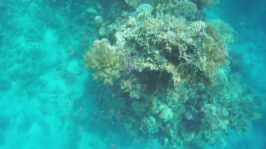  Mercan resifinin yakınında küçük bir balık.