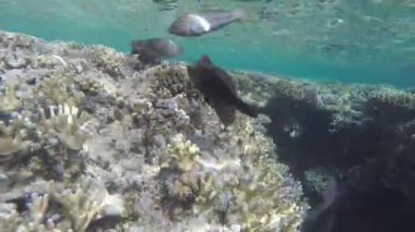  Mercanda yiyecek arayan balıklar.