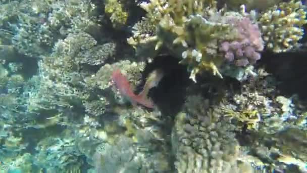 Красная рыба прячется в коралловом рифе — стоковое видео