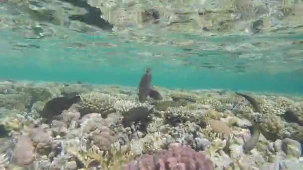 Peces negros buscan comida en el coral — Vídeos de Stock