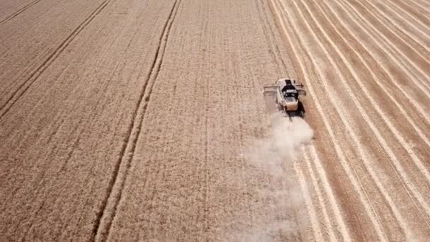 Нове поєднання жнив пшениці на полі. — стокове відео