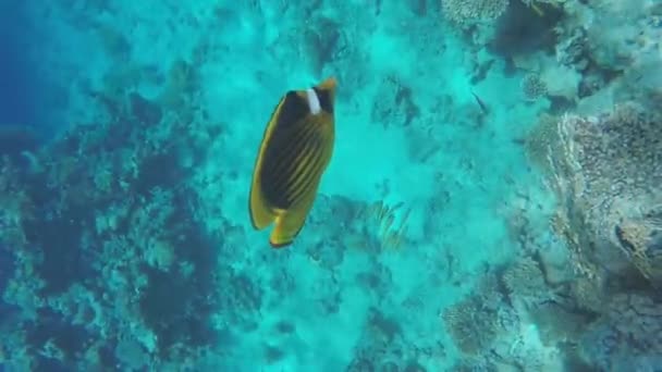 Peces amarillos en agua de mar clara — Vídeos de Stock