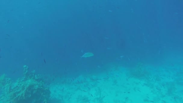 Peces azules en agua de mar clara — Vídeos de Stock