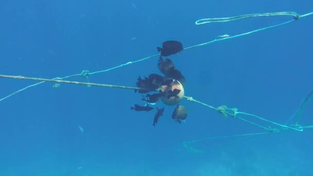 Um bando de peixes negros está à procura de comida em uma bóia — Vídeo de Stock