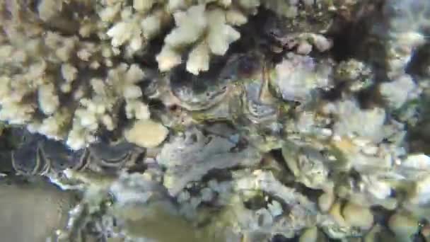 Kagyló bezárul, amikor a kamera közeledik — Stock videók