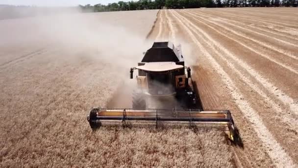 Nowe kombajny zbiorów pszenicy na polu — Wideo stockowe