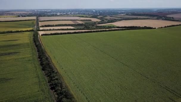 Grande campo verde da un'altezza — Video Stock