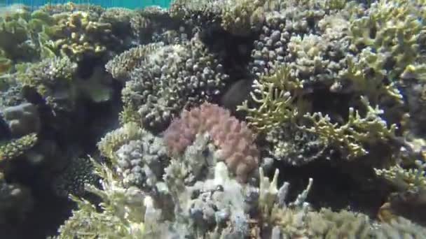 Желтая рыба прячется в коралловом рифе — стоковое видео