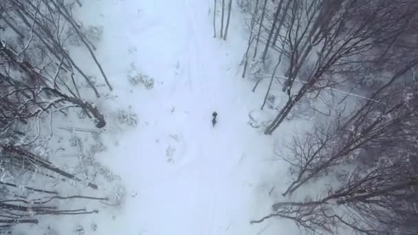 Eine Gruppe von Menschen, die im Wald spazieren gehen — Stockvideo